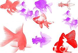 漂亮的金魚(yú)筆刷圖片