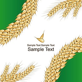 麥穗矢量圖
