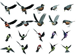鳥類合集