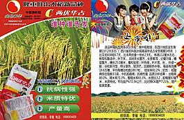 中國旗幟稻c兩優華占圖片