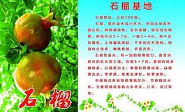 石榴图片