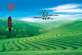 茶园