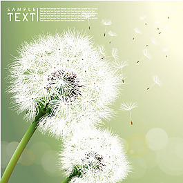 蒲公英矢量素材-2