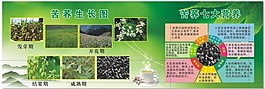 苦蕎生長及營養(yǎng)元素圖