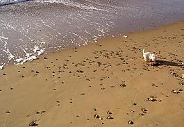 海滩大海图片
