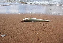 海灘圖片
