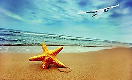 海灘星星圖片