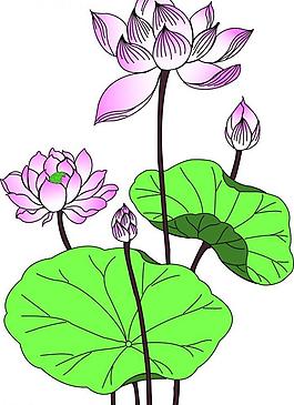 荷花圖片