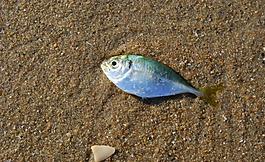 海滩 海鱼图片