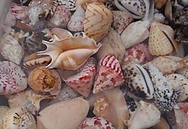 貝殼圖片