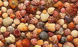 海貝圖片