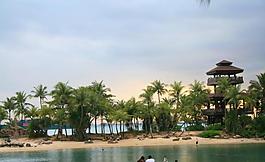 海灘椰子樹圖片