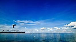 海鷗圖片