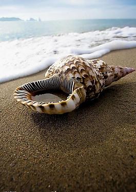 海螺圖片