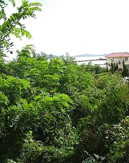 青岛王哥庄海滩图片