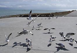 海鷗圖片