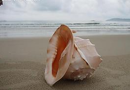 貝殼圖片