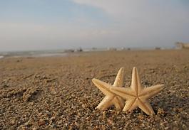 海星图片
