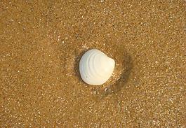 海貝圖片