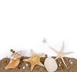 海星 海螺 贝壳图片