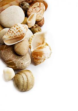 貝殼圖片
