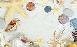 沙灘生物圖片