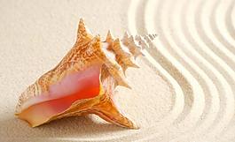 沙灘生物圖片