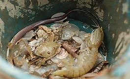 漁獲圖片
