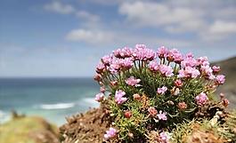 海棠花圖片