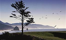 山水樹圖片