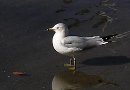 海鷗小鳥(niǎo)圖片