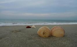 海邊貝殼圖片