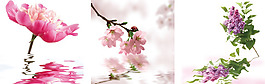 美麗的花三聯(lián)