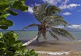 夏威夷海濱風光圖片