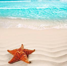 沙灘海星圖片