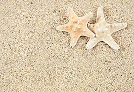 沙灘海星圖片