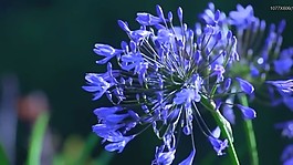 藍(lán)色鮮花盛開(kāi)視頻素材素材下載