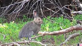 春天動物活動視頻素材素材下載