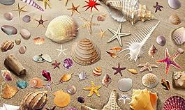 海星貝殼圖片