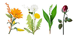 4種花卉矢量素材