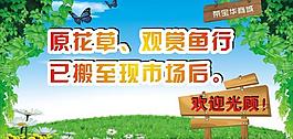 花草圖片
