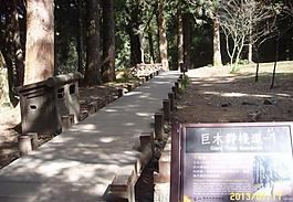 林中棧道圖片