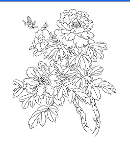 牡丹花