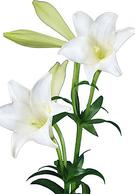 百合花psd分層素材免費(fèi)分享下載