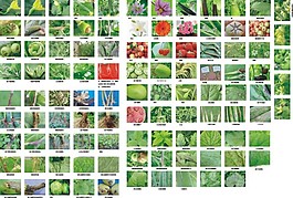 雜草與作物病害圖片花草樹根樹葉圖