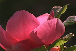 花朵轉(zhuǎn)場(chǎng)視頻素材