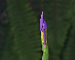 花朵轉(zhuǎn)場(chǎng)視頻素材素材下載