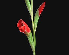 花朵转场视频素材模板下载