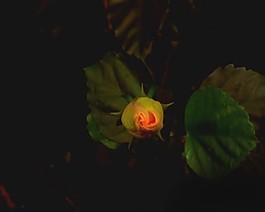 花朵視頻素材