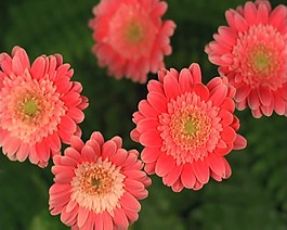 菊花背景视频素材